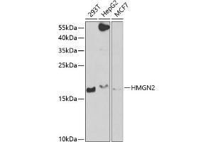 Western blot analysis of extracts of various cell lines, using HMGN2 antibody  at 1:1000 dilution. (HMGN2 抗体  (AA 1-90))