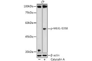 Western blot analysis of extracts of C6 cells, using Phospho-MLKL-S358 antibody (ABIN7268671) at 1:500 dilution. (MLKL 抗体  (pSer358))