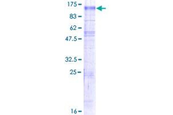 SLC9A6 Protein (AA 1-701) (GST tag)