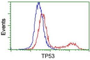 HEK293T cells transfected with either RC200003 overexpress plasmid (Red) or empty vector control plasmid (Blue) were immunostained by anti-TP53 antibody (ABIN2454617), and then analyzed by flow cytometry. (p53 抗体)