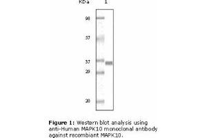 Image no. 1 for anti-Mitogen-Activated Protein Kinase 10 (MAPK10) antibody (ABIN207628) (MAPK10 抗体)