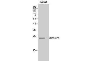 Western Blotting (WB) image for anti-Cytochrome B-561 Domain Containing 2 (CYB561D2) (Internal Region) antibody (ABIN6283026) (CYB561D2 抗体  (Internal Region))