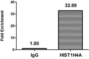 Chromatin Immunoprecipitation Hela (4*10 6 ) were treated with Micrococcal Nuclease, sonicated, and immunoprecipitated with 5 μg anti-HIST1H4A (ABIN7139604) or a control normal rabbit IgG. (HIST1H4A 抗体  (meLys5))