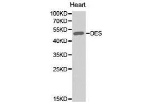 Western Blotting (WB) image for anti-Desmin (DES) antibody (ABIN1872252) (Desmin 抗体)