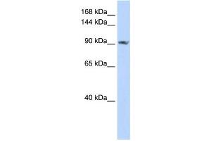 Western Blotting (WB) image for anti-Signal Peptide, CUB Domain, EGF-Like 2 (SCUBE2) antibody (ABIN2459309) (SCUBE2 抗体)