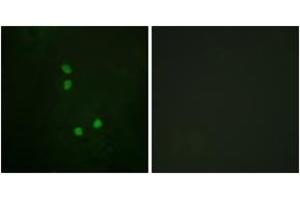 Immunofluorescence analysis of NIH-3T3 cells, using Cyclin E2 (Phospho-Thr392) Antibody. (Cyclin E2 抗体  (pThr392))