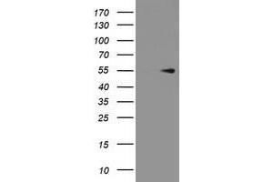 Image no. 1 for anti-Protein Arginine Methyltransferase 2 (PRMT2) antibody (ABIN1500421) (PRMT2 抗体)