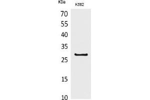 Western Blot analysis of K562 cells using CD58 Polyclonal Antibody. (CD58 抗体  (Internal Region))