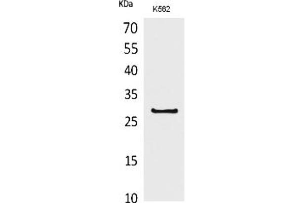 CD58 抗体  (Internal Region)