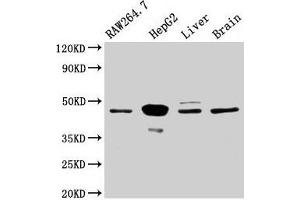 Western Blot Positive WB detected in: RAW264. (MAP2K4 抗体  (AA 2-397))