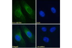 Immunofluorescence (IF) image for anti-Glyceraldehyde-3-Phosphate Dehydrogenase (GAPDH) (C-Term) antibody (ABIN185240)