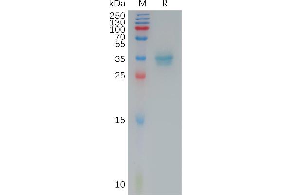 Claudin 4 Protein (CLDN4) (AA 145-157) (Fc Tag)