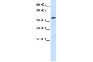 WB Suggested Anti-Fam172a Antibody Titration:  0. (Fam172a 抗体  (N-Term))