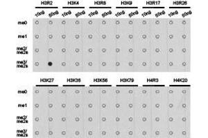 Western Blotting (WB) image for anti-Histone 3 (H3) (H3R2me2s) antibody (ABIN1873009) (Histone 3 抗体  (H3R2me2s))