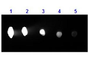 Dot Blot results of Goat F(ab')2 Anti-Human IgG Antibody Phycoerythrin Conjugated. (山羊 anti-人 IgG (Heavy & Light Chain) Antibody (PE) - Preadsorbed)