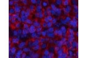 Immunofluorescence analysis of Rat spleen tissue with Phospho-Stat1 (Tyr701) Polyclonal Antibody at dilution of 1:200 (STAT1 抗体  (pTyr701))