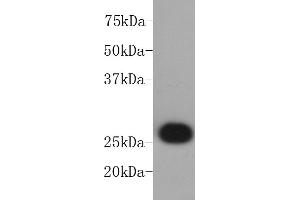 Jurkat cell lysate probed with BCL-2 (2C4) Monoclonal Antibody, Unconjugated  at 1:1000 overnight at 4˚C. (Bcl-2 抗体)