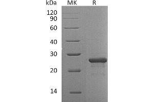 Greater than 95 % as determined by reducing SDS-PAGE. (FGF19 Protein (His tag))
