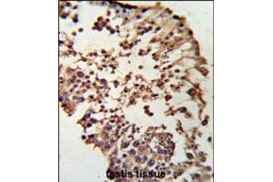 Formalin-fixed and paraffin-embedded human testis tissue reacted with RB1 Antibody , which was peroxidase-conjugated to the secondary antibody, followed by DAB staining. (Retinoblastoma 1 抗体  (C-Term))