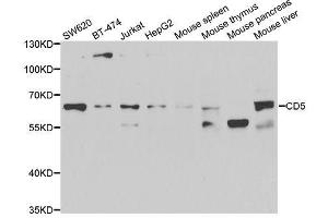 Western blot analysis of extracts of various cell lines, using CD5 antibody. (CD5 抗体  (AA 25-240))