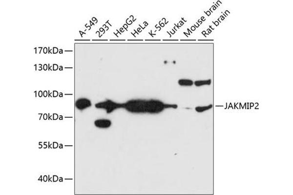JAKMIP2 抗体  (AA 561-810)