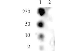 SMC1 phospho Ser957 pAb tested by dot blot analysis. (SMC1A 抗体  (pSer957))