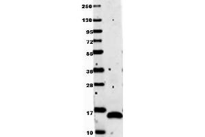 Image no. 1 for anti-Vascular Endothelial Growth Factor A (VEGFA) antibody (ABIN1104982) (VEGFA 抗体)