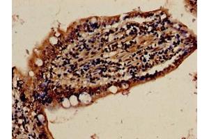 Immunocytochemistry analysis of human small intestine tissue using ABIN7152509 at dilution of 1:100 (FBXW7 抗体  (AA 1-707))