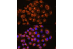 Immunofluorescence analysis of HeLa cells using A antibody (ABIN3022193, ABIN3022194, ABIN3022195 and ABIN6218659) at dilution of 1:100. (Adenosine A2a Receptor 抗体  (AA 100-200))