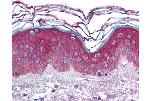 Anti-ARHGEF11 antibody IHC of human skin. (ARHGEF11 抗体  (AA 1-50))