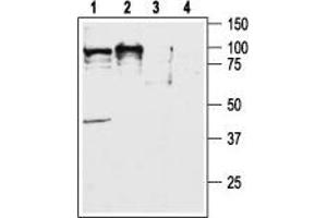 Western blot analysis of rat (lanes 1 and 3) and mouse (lanes 2 and 4) brain lysates: - 1,2. (CD200R1 抗体  (C-Term, Intracellular))