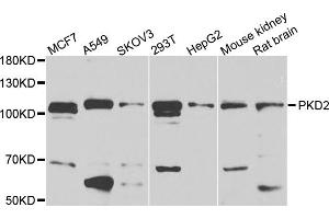 Western blot analysis of extracts of various cell lines, using PKD2 antibody (ABIN5971874) at 1/1000 dilution. (PKD2 抗体)