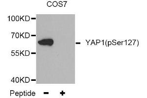Western blot analysis of extracts from COS7 tissue,using Phospho-YAP1-S127 antibody (ABIN5969972). (YAP1 抗体  (pSer127))