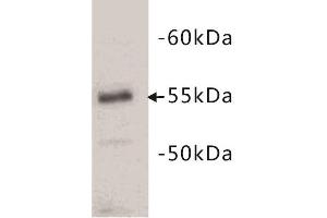 Western Blotting (WB) image for anti-CD4 (CD4) antibody (ABIN1854860) (CD4 抗体)