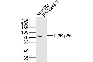 Lane 1: NIH/3T3 Cell lysates; Lane 2: RAW246. (PIK3R1 抗体  (AA 1-110))