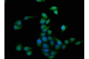 Immunofluorescence staining of Hela cells with ABIN7154955 at 1:100, counter-stained with DAPI. (HMOX2 抗体  (AA 2-293))