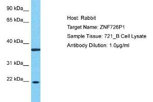 Host: Rabbit Target Name: ZNF726P1 Sample Type: 721_B Whole Cell lysates Antibody Dilution: 1. (ZNF726P1 抗体  (N-Term))