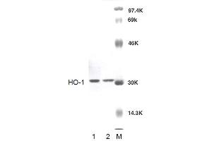 Western blot analysis of Rat Brain cell lysates showing detection of HO-1 protein using Rabbit Anti-HO-1 Polyclonal Antibody . (HMOX1 抗体  (APC))