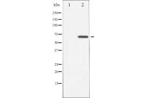 Western blot analysis of CD6 Antibody expression in Hela cells lysates. (CD6 抗体  (Internal Region))