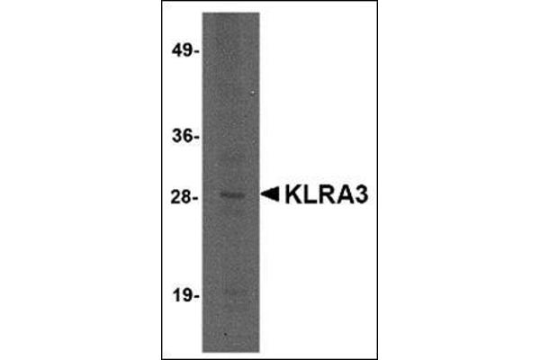 Klra3 抗体  (C-Term)