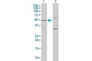 Western Blotting (WB) image for anti-Leucine Proline-Enriched Proteoglycan (Leprecan) 1 (LEPRE1) (AA 1-100) antibody (ABIN599294) (LEPRE1 抗体  (AA 1-100))