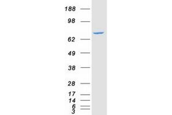 AMPD1 Protein (Myc-DYKDDDDK Tag)