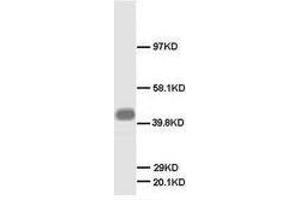 Image no. 2 for anti-Growth Associated Protein 43 (GAP43) (N-Term) antibody (ABIN1495047) (GAP43 抗体  (N-Term))