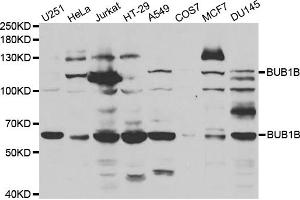 Western blot analysis of extracts of various cell lines, using BUB1B antibody (ABIN5970893) at 1/1000 dilution. (BUB1B 抗体)
