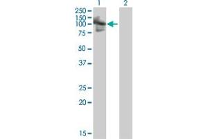 Western Blot analysis of RNF10 expression in transfected 293T cell line by RNF10 MaxPab polyclonal antibody. (RNF10 抗体  (AA 1-811))