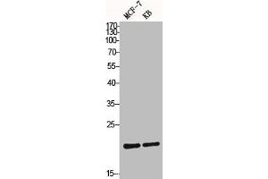 Western Blot analysis of MCF7 KB cells using Bax Polyclonal Antibody (BAX 抗体  (N-Term))