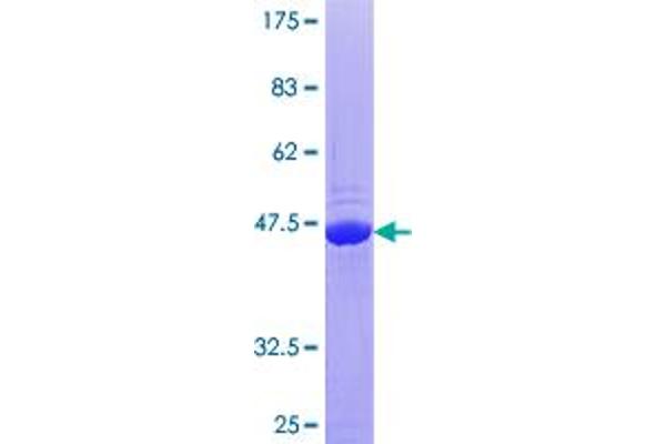 Calcyphosine Protein (CAPS) (AA 1-189) (GST tag)