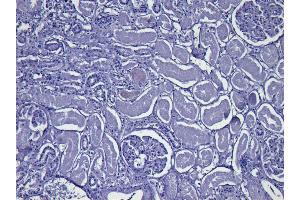 Immunohistochemistry (IHC) image for anti-Glyceraldehyde-3-Phosphate Dehydrogenase (GAPDH) (C-Term) antibody (ABIN185240)