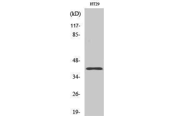 OR8S1 抗体  (Internal Region)