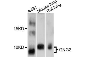 Western blot analysis of extracts of various cell lines, using GNG2 antibody (ABIN5997810) at 1/1000 dilution. (GNG2 抗体)